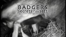 Badgers - Secrets Of The Sett