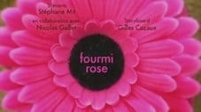 Fourmi rose
