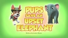 Tlapky zachraňují naštvaného slona