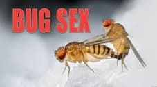 Bug Sex