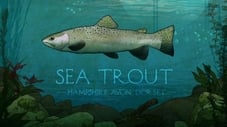 Sea Trout in Dorset