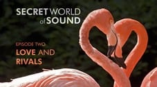 Secret World of Sound: Love and Rivals