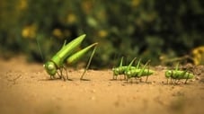 The grasshopper who didn't know how to leap