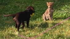Dogs & Cheetahs & Companion Dogs