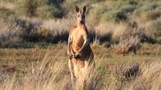 Desert of the Red Kangaroo