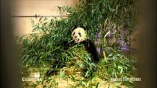 Pandas : des géants superstar !