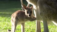 Robert's Baby Kangaroo