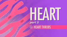 The Heart, Part 2 - Heart Throbs