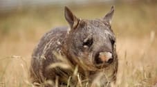 Das Reich des Wombat