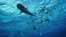 Smart Sharks: Swimming With Roboshark