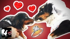Dog Wedding: The Dumbest Thing We've Ever Done