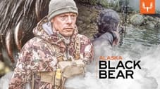 Alaska Black Bear