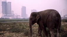 The Urban Elephant