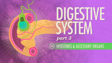 Digestive System, Part 3