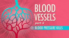 Blood Vessels, Part 2