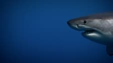 Secrets of the Killer Mega Shark