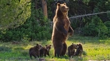 Grizzly 399: Queen of the Tetons