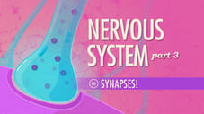The Nervous System, Part 3 - Synapses!