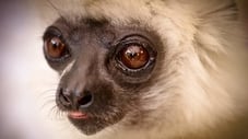 Madagascar: Lemurs and Spies