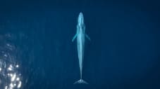 Сірий кит
