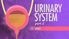 Urinary System, Part 2
