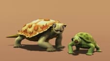 Sköldpaddor från trias