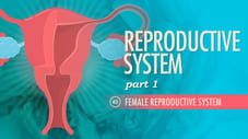 Reproductive System, Part 1 - Female Reproductive System