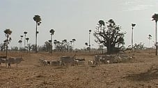 Senegal: Ve stínu baobabu