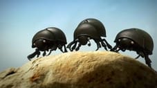 The Dung Beetle Battle