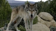 The Wolf That Changed America