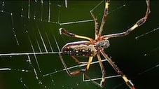 Wie baut eine Spinne ihr Netz?