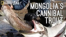 Mongolian Terror Trout