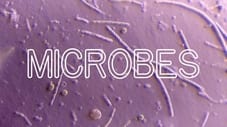 How Microbes Rule Your World