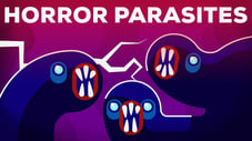 The Most Gruesome Parasites — Neglected Tropical Diseases (NTDs)