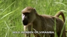 Wild Women of Viramba