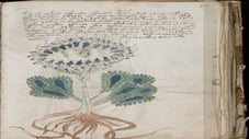 Alien Blood Rain, Carolina Beach Boom & Voynich Manuscript
