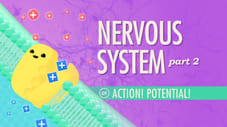 The Nervous System, Part 2 - Action! Potential!