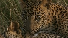 Leopard Hunters