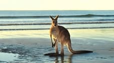 Animals with Cameras 02: Australia