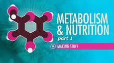 Metabolism & Nutrition, Part 1