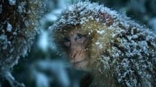 Macaco: monos en las montañas - Un especial de dinastías