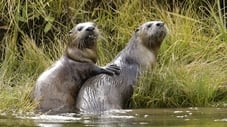 Yellowstone Otters