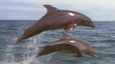 Dolphins: Close Encounters