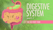 Digestive System, Part 1