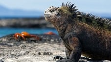 Galapagos: Darwins Garten Eden