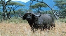 Buffalo: The African Boss