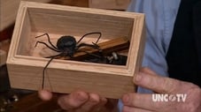 The Eleven Grooved Box