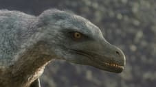 Uncovered: Did Velociraptor Have Feathers?