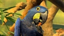 Ein schlauer Papagei