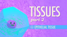Tissues, Part 2 - Epithelial Tissue